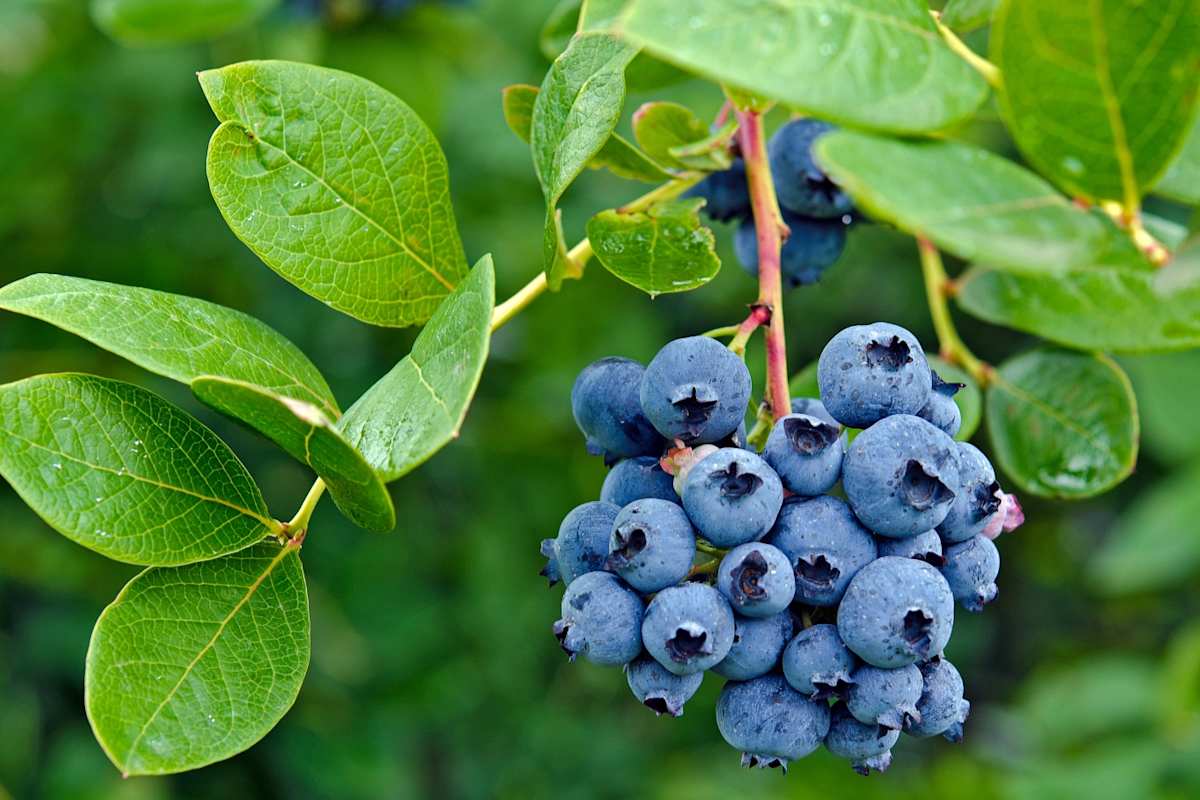 Blueberries on the Véloroute des Bleuets Quebec